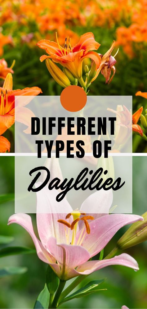 Pin this to explore the fascinating world of daylilies and learn about the different types you need in your garden. Enhance your gardening skills and cultivate a vibrant landscape with #Daylilies #GardeningTips #FlowerLovers 🌼🌿 Landscaping With Daylilies, Daylily Garden, Vibrant Landscape, Perennial Flower, Front Yard Garden Design, Day Lilies, Hidden Beauty, Front Yard Garden, Daylilies