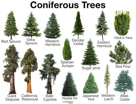 What is a conifer, list of names & types of evergreen/deciduous trees & plants that grow in coniferous forests, their facts, adaptations, pictures Juniper Tree Landscaping, Plants Facts, Types Of Evergreen Trees, Types Of Pine Trees, Tree Names, Tree Types, Leaf Identification, Types Of Forests, Types Of Trees