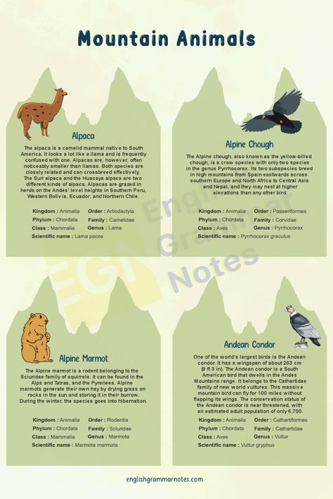 Types Of Forests Chart, Types Of Habitats, Types Of Animals Worksheet, Different Types Of Animals Worksheet, Mountain Ecosystem, Mountain Animals, Animals List, Animal Adventures, Grammar Notes