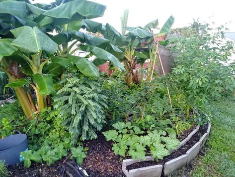 Planting a Food Forest on a Shoestring Budget - Living Roots Eco Design Florida Food Forest, Food Forest Design, Cuban Oregano, Food Forest Garden, Indoor Farming, Pigeon Peas, Tropical Food, Permaculture Gardening, Banana Plants