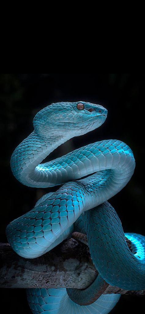 Snake Photos, Beautiful Comments, Pretty Snakes, Snake Wallpaper, Blue Snake, Beautiful Snakes, Snake Art, Snake Tattoo, Macro Photography