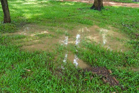 Got boggy land or problem areas? Before shelling out thousands for excavation, check out these simple solutions including rain gardens, bog gardens & more. Backyard Drainage, Bog Garden, Cardinal Flower, French Drain, Drainage Solutions, Garden Hacks, Creek Bed, Dry Creek, Rain Water Collection