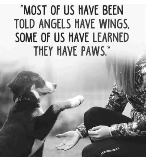 Angels among us Dog Poems, Dog Lover Quotes, Dog Quotes Love, Labradoodle, Animal Quotes, Dog Quotes, A Quote, Dog Care, Animals Friends