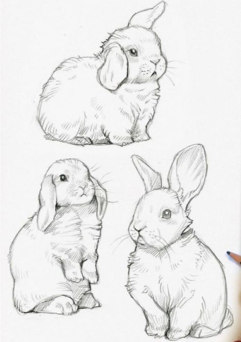 Drawing Ideas Fox Pencil, Sketches Of Rabbits, Bunny Art Reference, Bunny Sitting Drawing, Realistic Bunny Drawing, Bunny Drawing Realistic, Lop Eared Bunny Drawing, Bunny Reference Drawing, Rabbit Drawing Realistic