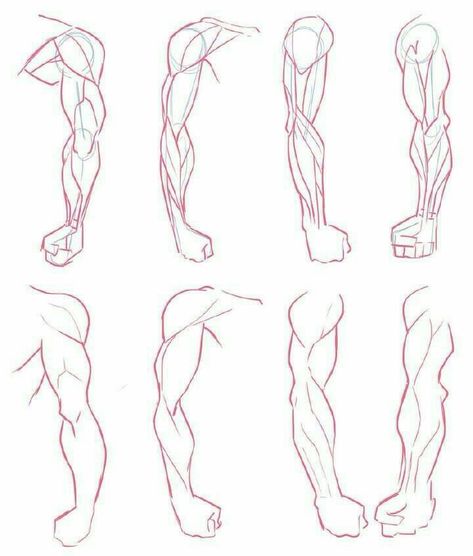 Draw Arms, Arms Drawing, Arm Anatomy, Drawing Arms, Arm Drawing, Human Body Drawing, Anatomy Tutorial, Body Drawing Tutorial, Human Anatomy Drawing