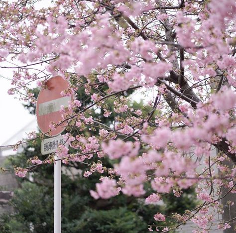 Seoul Station, Xo Kitty, Icons Ig, Nothing But Flowers, Japan Aesthetic, Spring Aesthetic, Japanese Aesthetic, Nature Aesthetic, Aesthetic Photo