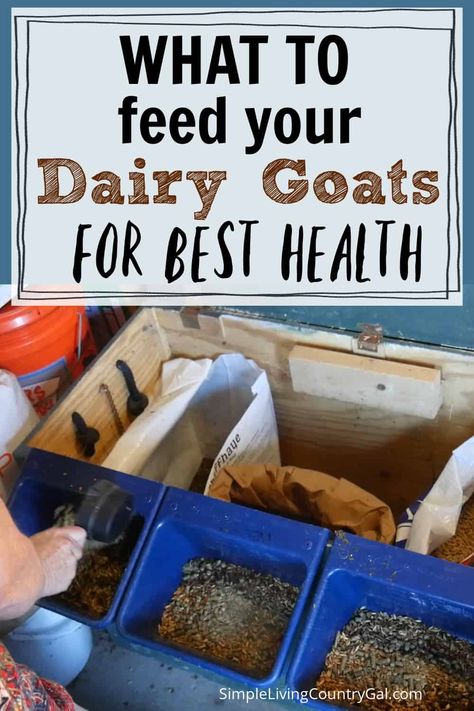 Goats Milk Recipes, What To Do With Goat Milk, Things To Make With Goat Milk, Milking Goats, Milk Goats For Beginners, Goat Treats, Goats For Milk, Goat Nutrition, Milk Goats