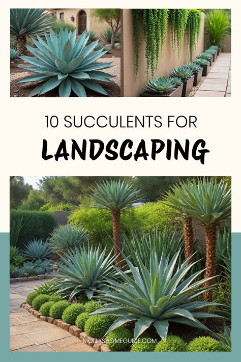 Explore a variety of succulent landscape ideas perfect for low maintenance landscaping. Discover creative ways to incorporate succulents into your front yard, such as space-saving designs and modern garden layouts. Learn about different types of succulents suitable for zone 8A climates and how to care for them properly. Get inspired by stunning succulent fountain planter ideas and innovative sedum guides for your next landscaping project. Enhance your outdoor space with beautiful Succulents for Landscape Cactus Ideas, Succulents And Rocks Landscaping, Backyard Succulent Garden Ideas, Succulents Front Yard Landscaping, Desert Front Yard Landscaping Ideas, Succulent Arrangements Outdoor Garden, Texas Low Maintenance Landscaping, Aloe Vera Landscape Design, Outdoor Succulent Garden Landscaping