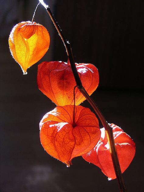 Kiss&Sigh Bild Gold, Chinese Lanterns Plant, Still Life Pictures, Pastel Sec, Light Study, Chinese Lanterns, Phone Camera, Color Studies, Pretty Plants