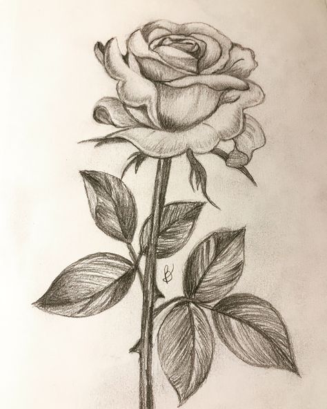 Drawing Faces, Pencil Drawings Of Flowers, Rose Sketch, Meaningful Drawings, Cool Pencil Drawings, Flower Art Drawing, Rose Drawing, Flower Sketches, Easy Drawings Sketches