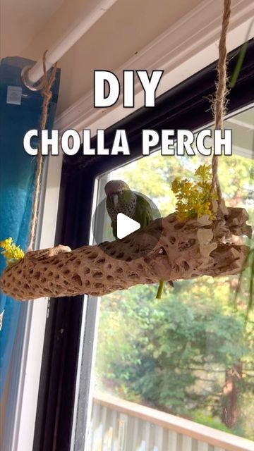 Arlo on Instagram: "Find cholla perches on Amazon or at your local pet store! Give it a rinse first. . . . #conures #conurelife #conuresofinstagram #conuresofig #parrots #parrotlife #parrotsofinstagram #blackcappedconure #conuretoys #parrottoys #pets #petbird #birds" Parrot Room Ideas, Indoor Bird Room Ideas, Conure Toys, Parrot Perch, Parrot Toys, Bird Perch, Pet Bird, Cool Pets, Pet Store