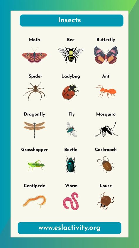 Check out this of insect names in English, along with pictures. Have some fun learning the various kinds of insects on this Earth of ours. #vocab #vocabulary #learnenglish #learningenglish #tefl #elt #englishvocabulary #insect #insects Insects Names, Esl Learning, Teach English To Kids, Esl Teaching Resources, Esl Lesson Plans, English Vocab, Esl Lessons, English Language Teaching, English Reading