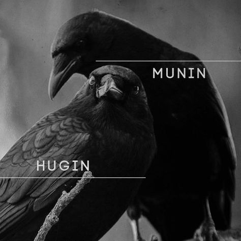 Odin Raven, Hugin And Munin, Story Prompt, Arte Viking, Nordic Mythology, Norse Gods, Odin's Ravens, Odin God, Norse Myth