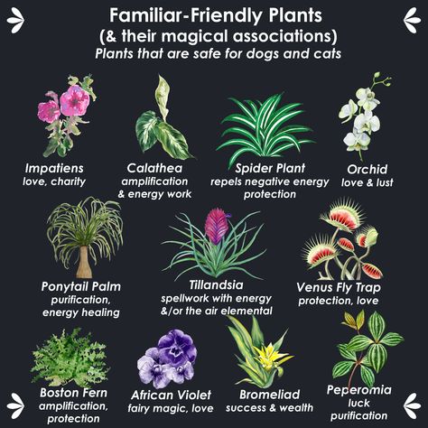 Keep your dog and cat familiars safe with this list of non-toxic houseplants. Protection Flowers Witchcraft, Is Eucalyptus Safe For Cats, Plants For Protection Witchcraft, Magical House Plants, Flowers For Protection, Witchy Houseplants, Herbs For Divination, Plants For Witches, List Of Herbs For Witchcraft