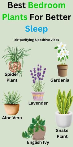 Plant For Room Bedrooms, Home Planting Ideas, Easy Houseplants Indoor Plants, Plants For Room Bedrooms, Healthy Plants For The Home, Best Plant For Bedroom, Bedroom Flowers Plants, Oxygen Plants Indoor, Indoor Flower Plants