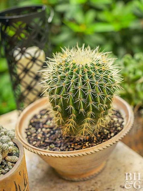 Plant cacti in specially formulated cactus potting soil, whether purchased or DIY. #cactus #garden #bhg Indoor Plants Clean Air, Small Cactus Plants, Indoor Plants Diy, Cactus House Plants, Indoor Plants Low Light, Indoor Plants Styling, Indoor Plant Wall, Indoor Cactus, Cactus Types