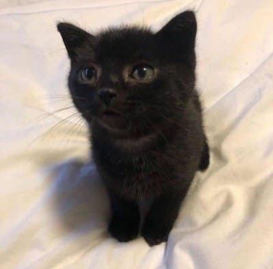 Gatto Carino, Söt Katt, Black Kitten, Cute Cat Gif, Cat Aesthetic, Cute Cats And Kittens, Cute Kittens, Cute Creatures