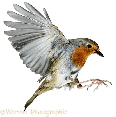 Photograph of Robin (Erithacus rubecula) about to land. Rights managed white background image. Slav Aesthetics, Robins Tattoo, Robin Flying, Robin Bird Tattoos, Nightingale Bird, Robin Painting, Robin Photography, Red Robin Bird, Robin Tattoo