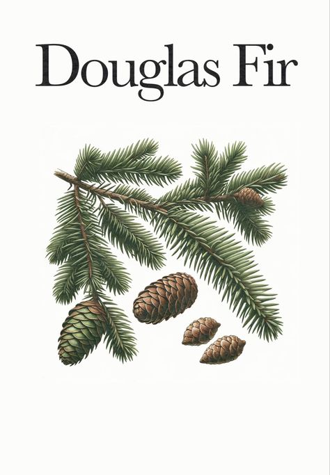 Explore the natural beauty of winter homeschooling with this captivating close-up of a Douglas Fir branch and cones. Get inspired by the wonders of nature during the winter season. #WinterHomeschool #NatureInspiration #DouglasFirCones #WinterWonderland Branch Drawing, Beauty Of Winter, Winter Unit, Fir Cones, Wonders Of Nature, Printing Fabric, Unit Studies, Plant List, Block Printing Fabric