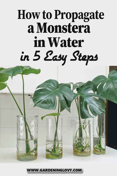 Monstera Garden Design, Water Propagation Monstera, Propergate Monstera, Monstera Plant Propagation In Water, Propagate Monstera In Water, How To Plant Monstera, Propagating In Water, Planting Propagated Plants, Care For Monstera Plant