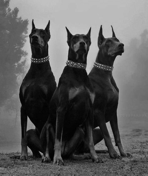 The three graces Photo credit: @dobedakoda Three Dogs Aesthetic, Doberman Grey, Big Scary Dogs, 3 Doberman, Anjing Doberman, Perro Doberman Pinscher, Scary Dog Aesthetic, Three Headed Dog, Black And Tan Terrier