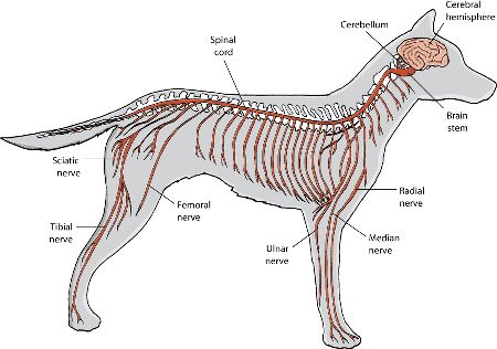 Parts of the Nervous System in Dogs: Brain, Spinal Cord, and Nerve Disorders of Dogs: The Merck Manual for Pet Health Spinal Cord Anatomy, Pet Care Printables, Nerve Anatomy, Vet Tech School, Nerve Disorders, Vet Technician, Dog Crying, Dog Skin Care, Dog Spay