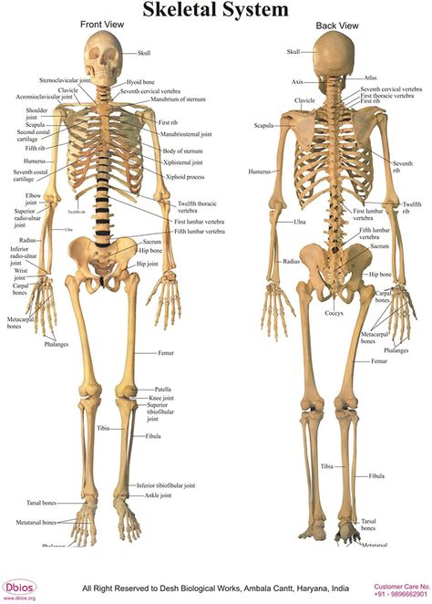 Dbios Digitally Printed Human Front & Back Skeletal System Poster Wall Charts : Amazon.co.uk Skeletal System Drawing, Skeletal System Poster, Skeletal System Anatomy, Muscular System Anatomy, Skeleton System, Human Skeletal System, Vertebral Column, Human Back, Gym Wallpaper