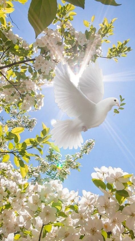 White Dove Flying, Dove Flying, Dove Images, Dove Pictures, Pictures Of Christ, Cute Backgrounds For Phones, The Blue Sky, White Dove, Beautiful Art Pictures