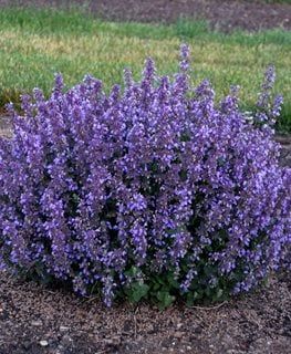 Drought Tolerant Perennials, Drought Tolerant Landscape, Purple Plants, Pollinator Garden, Water Wise, Garden Yard Ideas, Drought Tolerant Plants, Garden Pests, Landscaping Plants