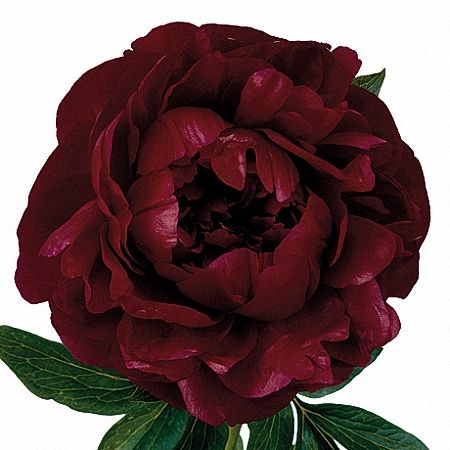 Burgundy peony - very seasonal - spring Peony Sarah Bernhardt, Dark Peony, Burgundy Peony, Burgundy Peonies, Sarees Bridal, Peony Colors, Yellow Peonies, Paeonia Lactiflora, Coral Peonies