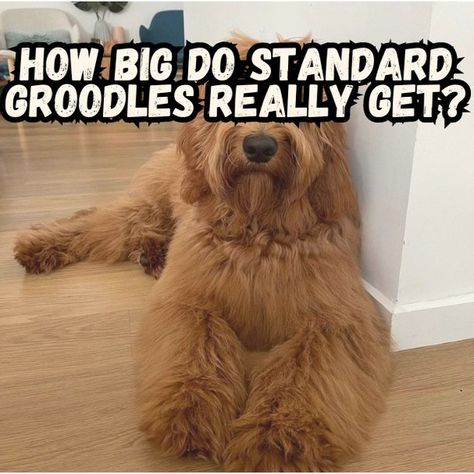 Standard Groodles Goldendoodle Grooming Styles, Regular Exercise, Goldendoodle Grooming, Service Dogs, Standard Goldendoodle, Therapy Dogs, Standard Poodle, Foods To Avoid, Service Animal