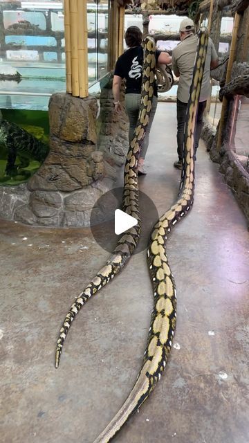 The Reptile Zoo on Instagram: "Working with family can always be a fun time😅 I didn’t know how it would be working with my Dad but it turned out for the best🙌 We get along most of the time😅 but we always push each other to become better and succeed😁 Thanks for the opportunity and for teaching me about your passion/job🥰 You definitely make work days fun🥳 • • • • #family #friend #cool #video #moments #wild #wildlife #fam #have #fun #work #job #big #giant #snakes #beautiful #amazing #animals #long #snake #python #insta #reels #reelsinstagram #reelitfeelit #insta #instagram #inatagood #instadaily #instalike #instalike #instacool" Ball Python Full Grown, Poisonous Spiders, Reptile Zoo, Giant Snake, Largest Snake, Insta Reels, Long Snake, Old Coins Worth Money, Python Snake