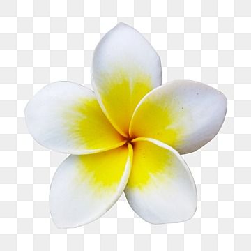 Fragipanni Flower, Transparent Flowers Png, White Frangipani, Frangipani Flower, Wave Drawing, Png Flowers, Flower Png Images, Hawaiian Party Decorations, Photo Png