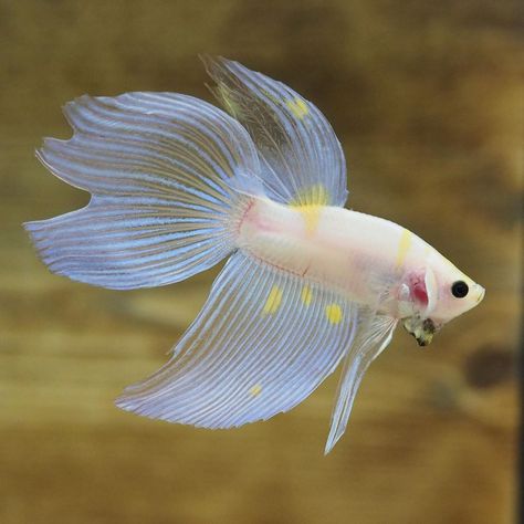 Very Nice Translucent Spade Tail Betta Fish With Yellow Spot On His Fins Veiltail Betta, Beautiful Betta Fish, Fish Fins, Fighter Fish, Types Of Betta Fish, Inktober Inspiration, Beautiful Fishes, Fish Tails, Fish Fin