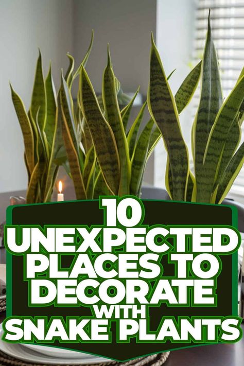 Inside Plants Decor, Snake Plant Decor, Snake Plant Indoor, Plant Inspiration, Snake Plant Care, Yucca Plant, Snake Plants, Botanical Elements, Element Of Surprise