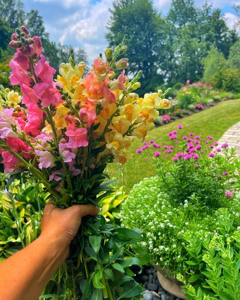 Dragon Flower, Snap Dragons, Snapdragon Flowers, Garden Nursery, Cut Flower Garden, Flower Pictures, Cut Flowers, Dream Garden, My Flower