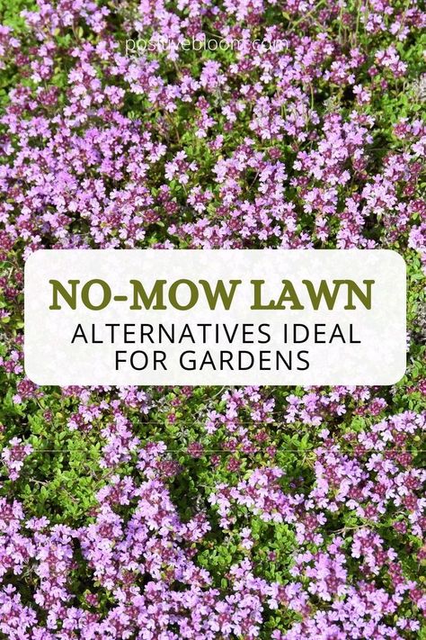 Are you tired of constantly mowing your lawn? If so, then check out these no-mow lawn alternatives that can spruce up your yard with minimal to no effort! Ground Cover Plants Shade, Perennial Garden Design, Curb Appeal Garden, Grass Alternative, No Mow Grass, Lawn Alternatives, Grass Flower, Lawn And Landscape, Garden Greenhouse