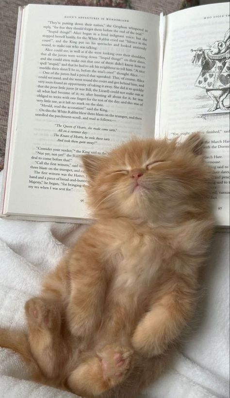 #Cats #Funnycat #Animals #Cyte-Cats Kittys Cute, Cute Kittens Pictures, Cat Pictures Cute, Cute Crow, Street Animals, Crow Pictures, Very Cute Cat, Cats And Books, Baby Kitty