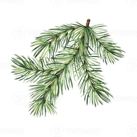 Pine Tree Branch Drawing, Pine Cone Drawing Step By Step, Pine Branch Illustration, Christmas Tree Illustration Drawings, Dotted Bottles, Pine Branch Drawing, Spruce Tree Drawing, Spruce Drawing, Eastern White Pine Tree