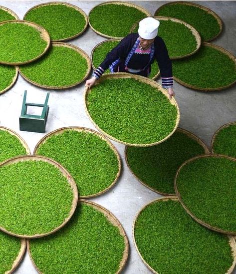 Exercice de Style — Ethnic dong woman in a tea factory Guizhou - China Tea Processing, Guizhou China, Tea Factory, Tea Culture, Japanese Tea Ceremony, Tea Leaf, Nanjing, Tea Garden, Tea Art