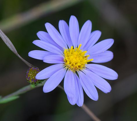 Aster Flower Photography, Aster Flower Aesthetic, Astor Flower, Aster Watercolor, Asters Flower, Aster Plant, Flower Garden Design Ideas, Aster Flower Tattoo, Garden Ideas Flower