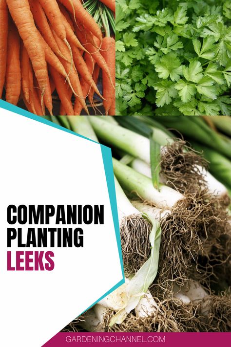 Growing Leeks Gardening, Leeks Companion Planting, How To Plant Leeks, Growing Leeks From Scraps, Health Benefits Of Leeks, Leek Plant, Planting Raised Garden Beds, Growing Leeks, Homestead Garden Layout