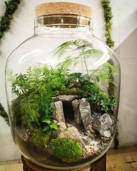 Best Terrarium Plants, Closed Terrarium Plants, Unique Terrarium, Small Terrarium, Beautiful Terrariums, Mini Terrarium, Moss Terrarium, Moss Garden, Terrarium Decor