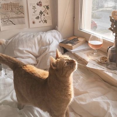 Taurus Core, Moon Taurus, Taurus Aesthetic, Taurus Rising, Taurus Sun, Taurus Moon, Cat Room, Cat Supplies, A Cat