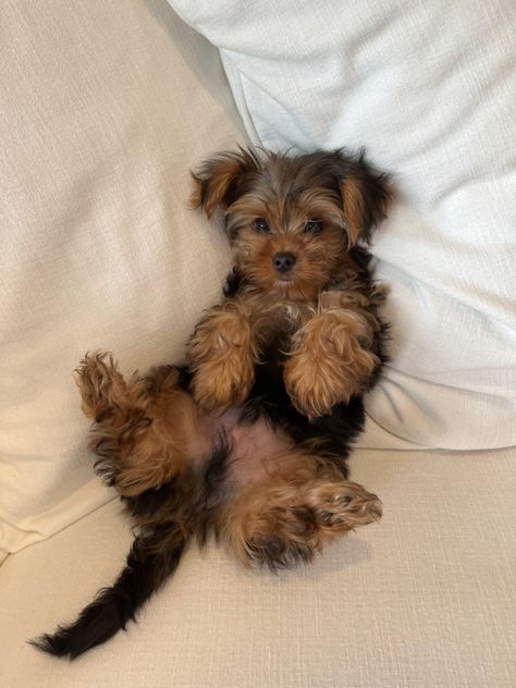 Long Haired Yorkie, Yorkie Puppy Aesthetic, Yorkie Mixed Breeds, Yorkie Terrier Aesthetic, Cute Yorkie Puppies, Cute Yorkies, Yorkshire Aesthetic, Yorkie Aesthetic, Yorkie Terrier Puppy