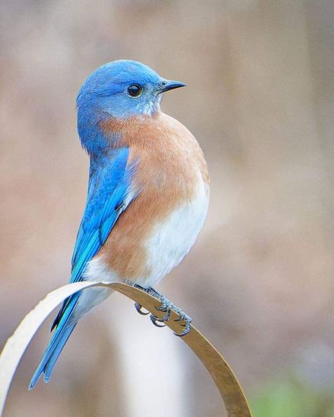 Bluebird Photography, Eastern Bluebird, Different Birds, Virginia Usa, Animal Antics, Lemon Tart, Blue Birds, Rare Birds, All Birds