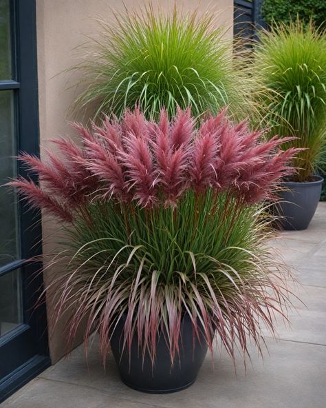 11 Best Ornamental Grasses For Pots Potted Landscape Ideas Front Yard, Non Plant Landscaping Ideas, Plants For Pots Outdoors Full Sun, Potted Grasses On Patio, Hardy Outdoor Potted Plants, Curb Appeal With Potted Plants, Ornamental Grass For Shade, Potted Garden Design, Flower Bed With Potted Plants