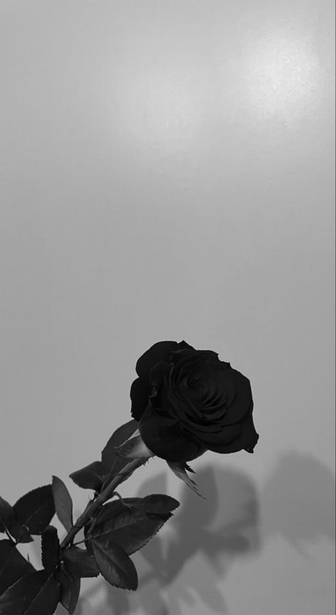 Romantic Black Aesthetic, Rose Aesthetic Pics, Black Rose Wallpaper Aesthetic, Black Rose Flower Aesthetic, Flower Aesthetic Black And White, Black And White Aesthetic Flowers, Rose Flower Black Background, Black Aesthetic Profile Picture, Black Roses Background