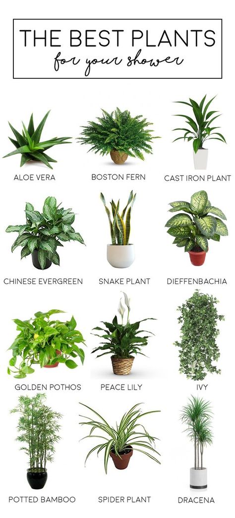 Shower Plants, Indoor Plants Bathroom, Bamboo In Pots, Cast Iron Plant, Colour Hallway, نباتات منزلية, Apartment Plants, Inside Plants, Best Plants