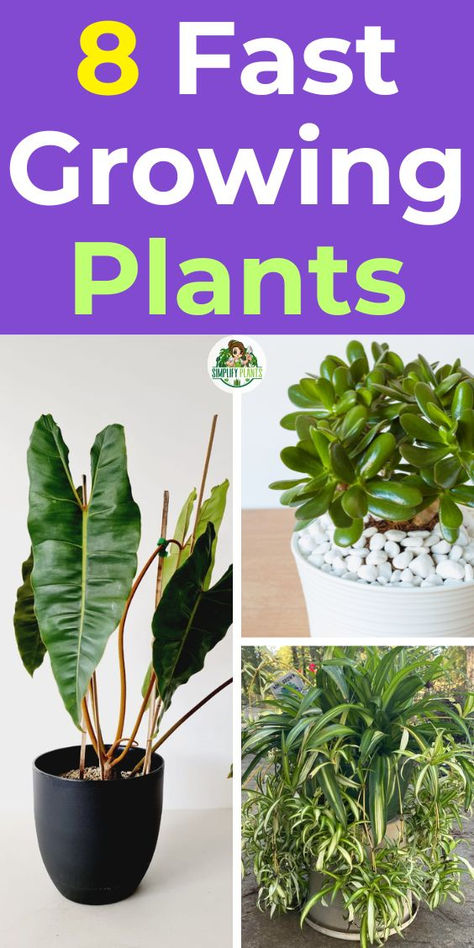 "Discover the beauty of 8 fast growing plants perfect for your indoor 
jungle! These fast growing houseplants not only enhance your plant decor 
but also bring life to any space. Explore our selection of fast growing 
indoor plants that thrive effortlessly, making them ideal for busy plant 
lovers. Transform your home with beautiful plants that grow quickly and add 
a touch of greenery to your life!" Grow Plants Indoors, Easy To Grow House Plants, Fast Growing Houseplants, Small Indoor Garden Ideas, Indoor House Plants, Indoor Garden Ideas, Best Indoor Plants For Beginners, Inside House Plants, Indoor Cactus Plants